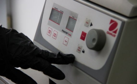 Почему один борщевик жжёт, а другой – нет? Ученые раскрыли генетический секрет опасного ожога