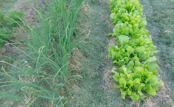 Уже пора: 4 культуры, которые сею в декабре, чтобы весной наслаждаться суперранним урожаем