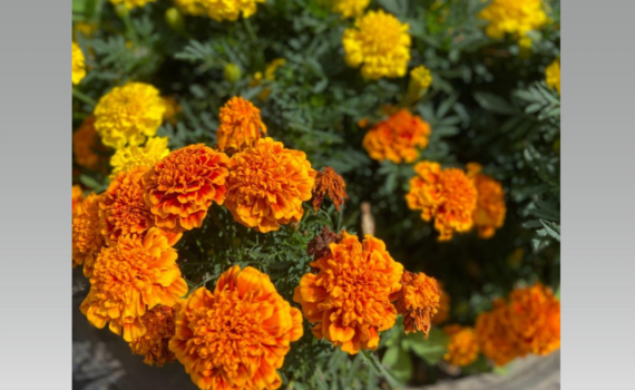 Теплица больше не под защитой: от бархатцев надо избавляться — вот что посадить, чтобы клещ исчез Теплица больше не под защитой: от бархатцев надо избавляться — вот что посадить, чтобы клещ исчез