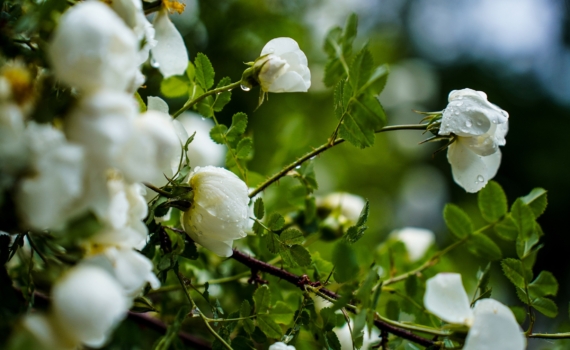 Чай из весенних веточек: простой деревенский рецепт для бодрости и ясного ума Чай из весенних веточек: простой деревенский рецепт для бодрости и ясного ума